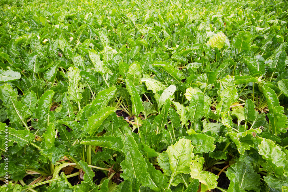 Field with sugar beets Field with sugar beets
