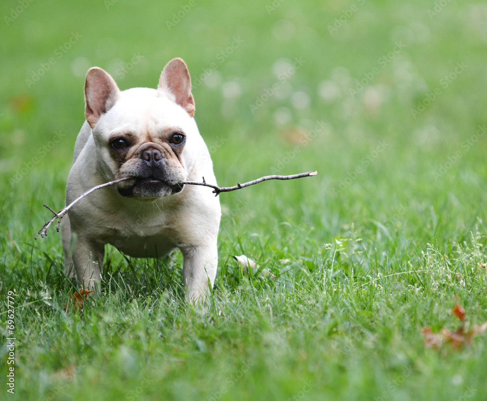 dog playing with stick