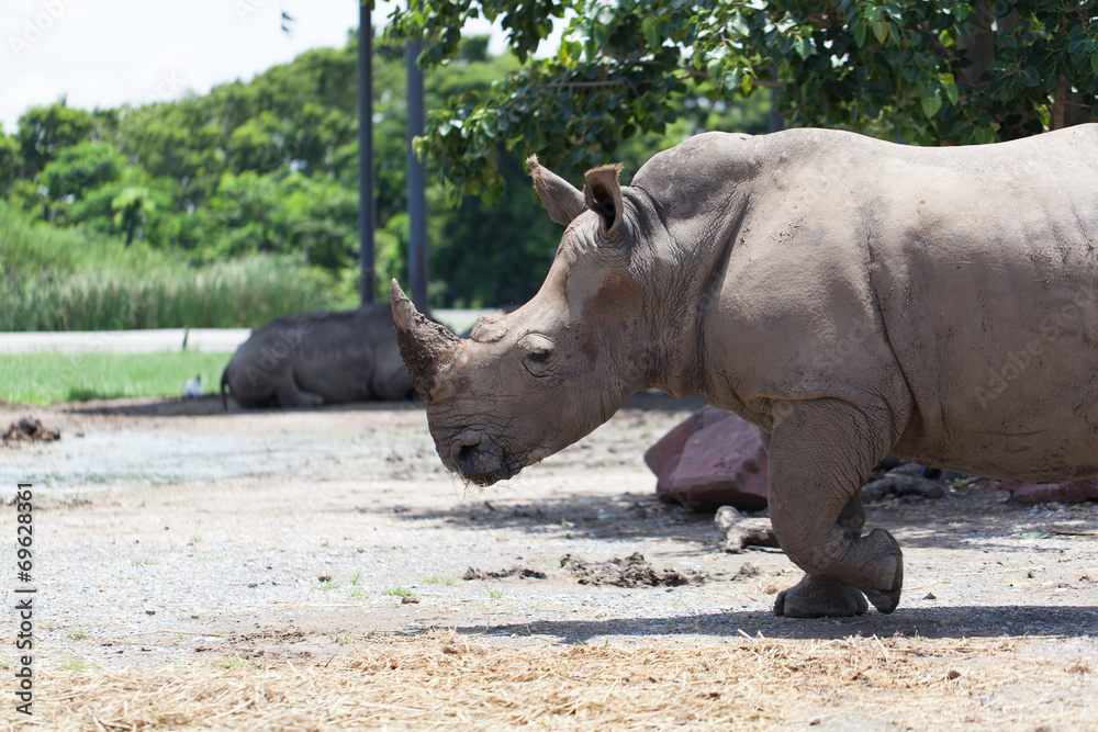 Obraz premium A White Rhinoceros calf in zoo