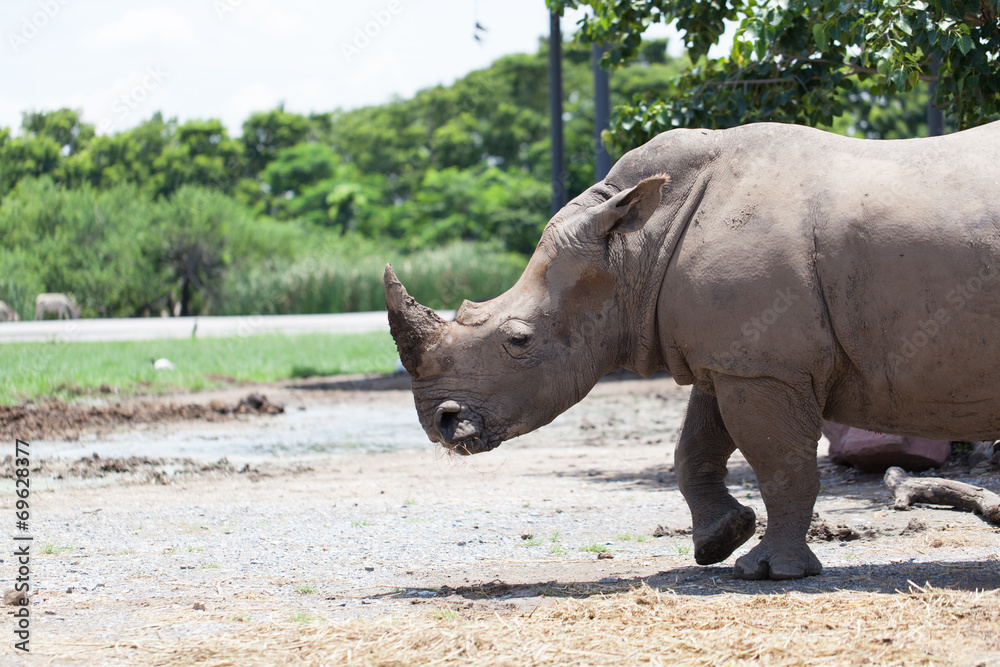 Naklejka premium A White Rhinoceros calf in zoo