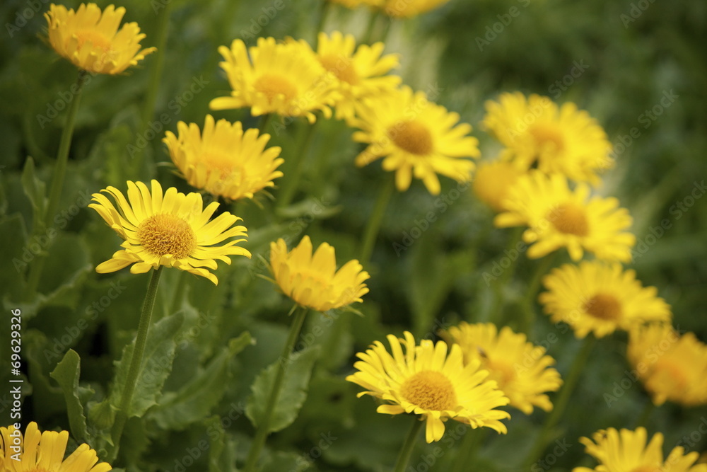 Arnica Arnica