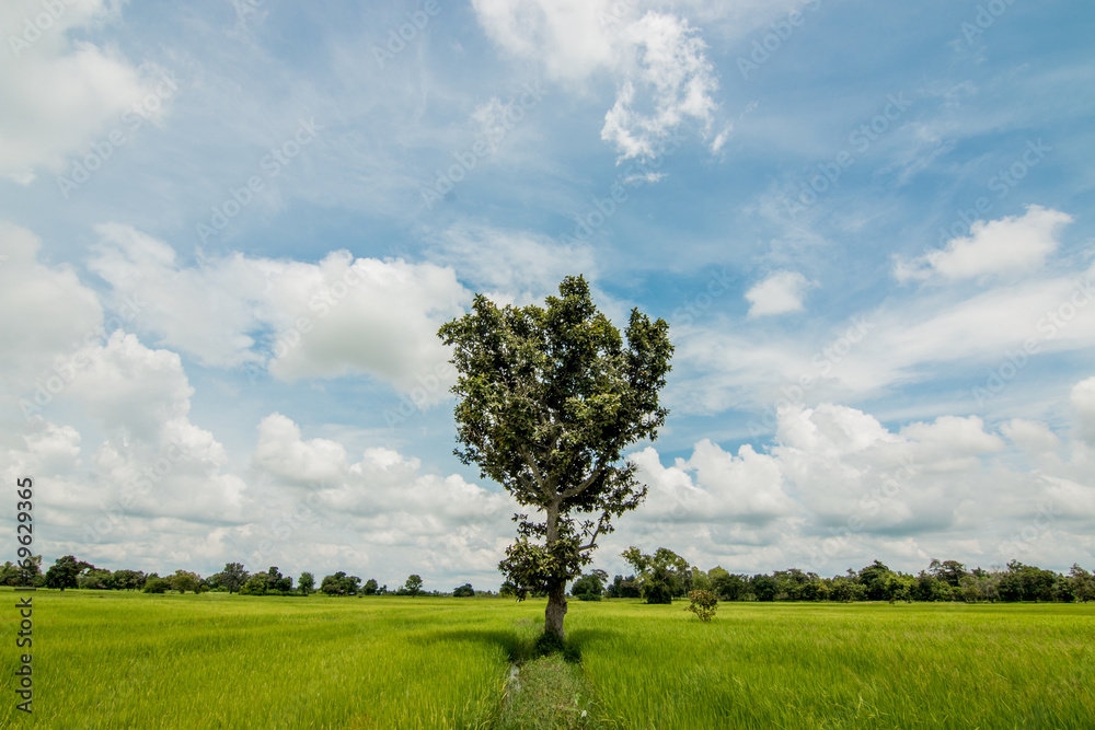 rice field