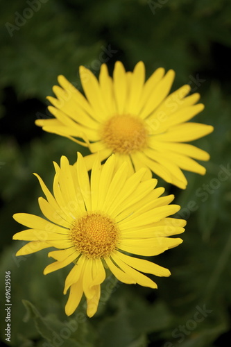 Arnica