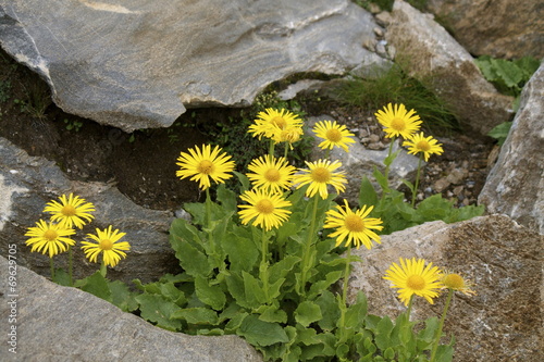 Arnica photo