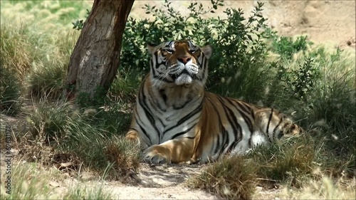 Tiger resting under a tree