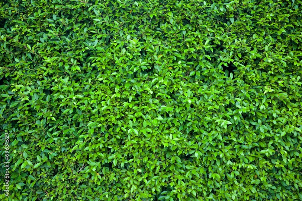Banyan wall