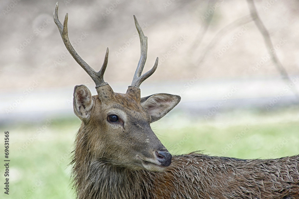 Roe deer Roe deer