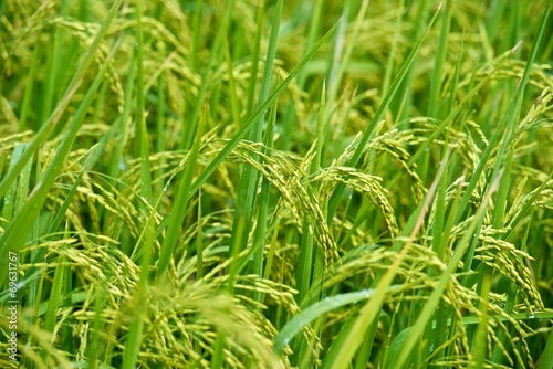 Rice field