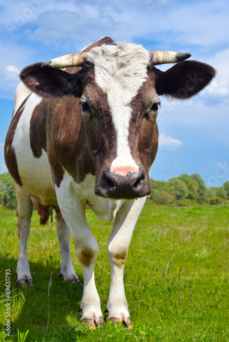 The portrait of young cow © esvetleishaya