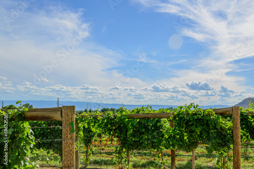 Foto green wine grapes ripening on the vine