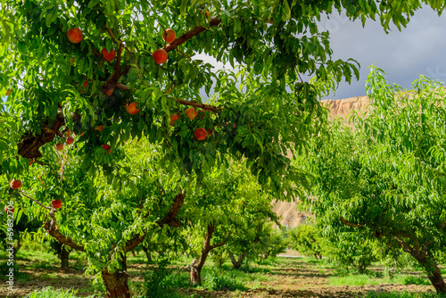 fresh peaches ripening on the orchard tree