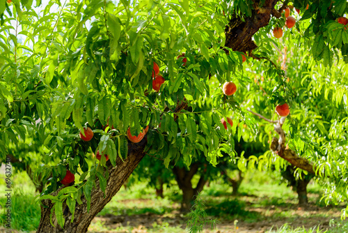 fresh peaches ripening on the orchard tree