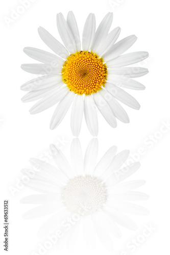 Fototapeta Naklejka Na Ścianę i Meble -  Chamomile Flower