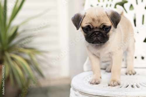 Baby pug photo