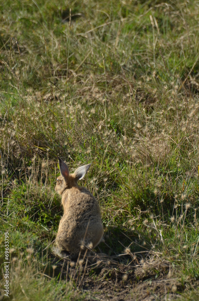 Lièvre d'Europe (Lepus europaeus) Lièvre d'Europe (Lepus europaeus)
