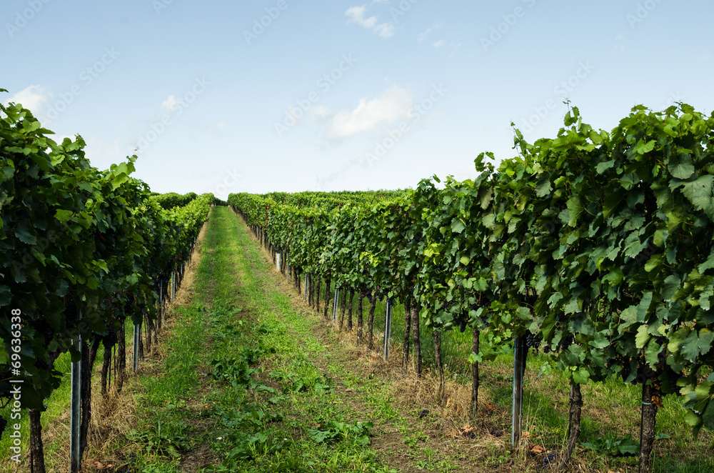 green vineyard