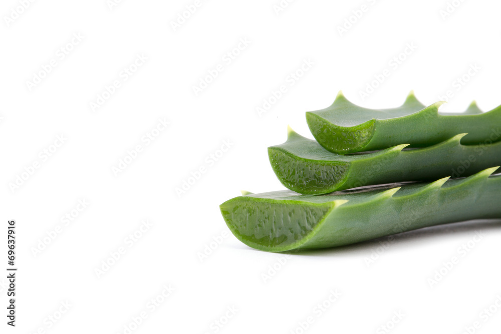 aloe vera fresh leaf. isolated over white aloe vera fresh leaf. isolated over white