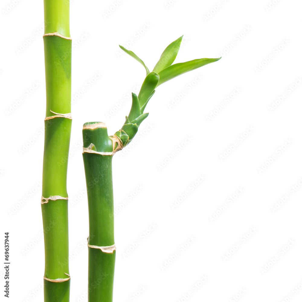 Obraz premium Fresh bamboo isolated on white background
