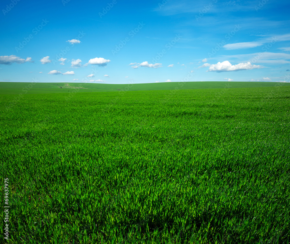 field field