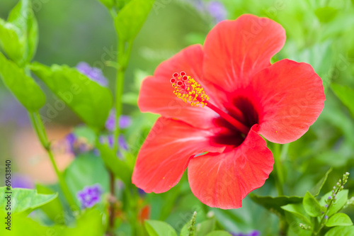 garden flowers