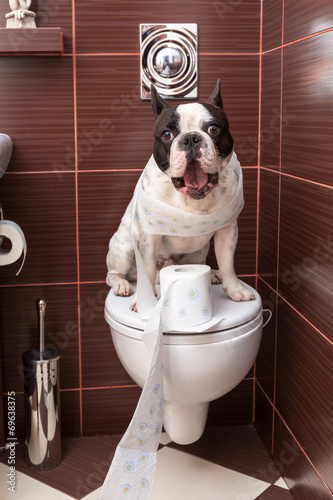 French bulldog sitting on toilet at home