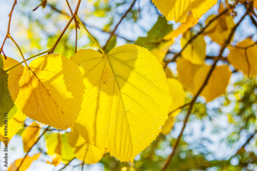 Yellow leaves of lime tree Yellow leaves of lime tree