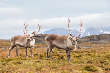 Papier peint photo Arctique Renne sauvage des terres du Spitzberg  © Incredible Arctic