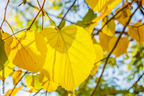 Yellow leaves of lime tree