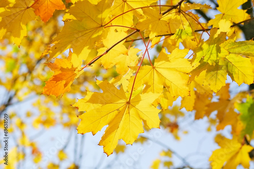 Yellow maple leaves on the branch