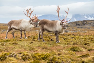 Papier peint photo Arctique Renne arctique sauvage au Svalbard  © Incredible Arctic