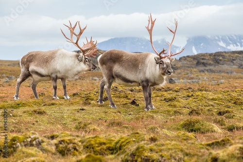 Wild Arctic reindeer - Spitsbergen, Svalbard