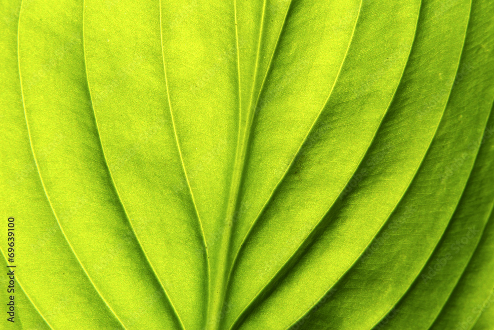 leaf background leaf background