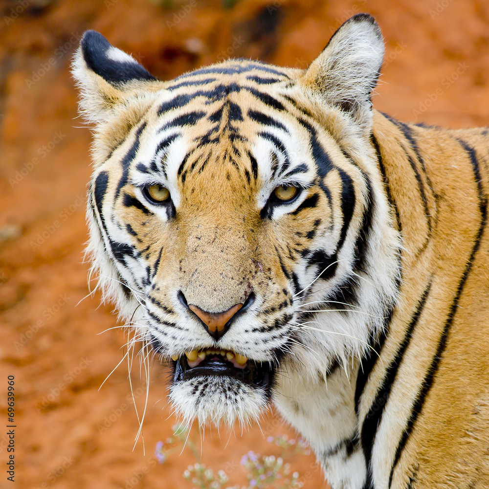 Obraz premium Tiger, portrait of a bengal tiger.