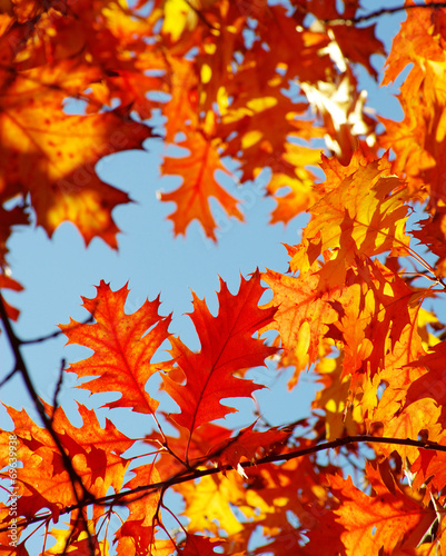 autumn leaves © Pakhnyushchyy