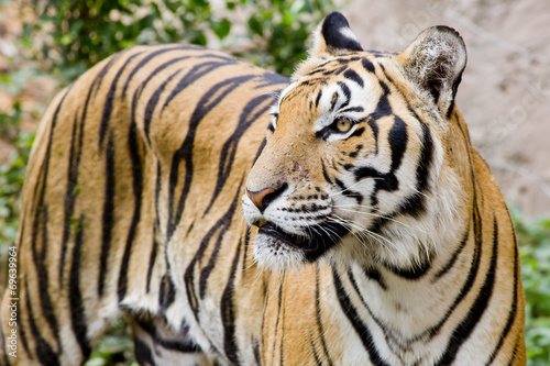 Tiger  portrait of a bengal tiger.