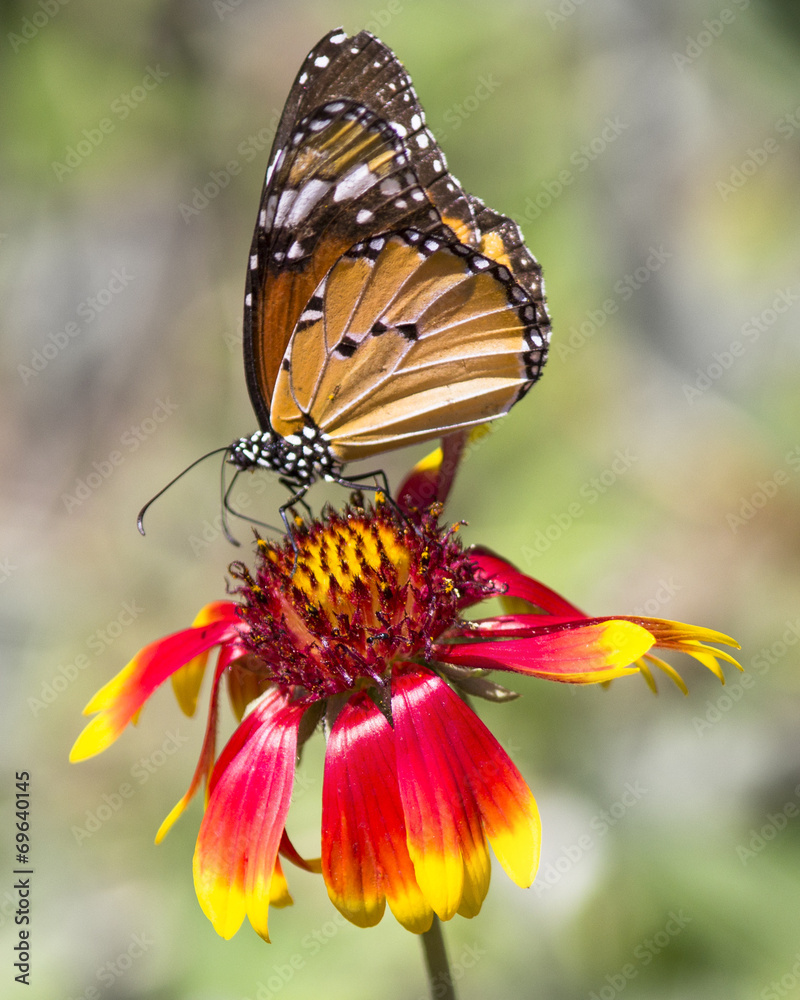 Obraz premium Butterfly