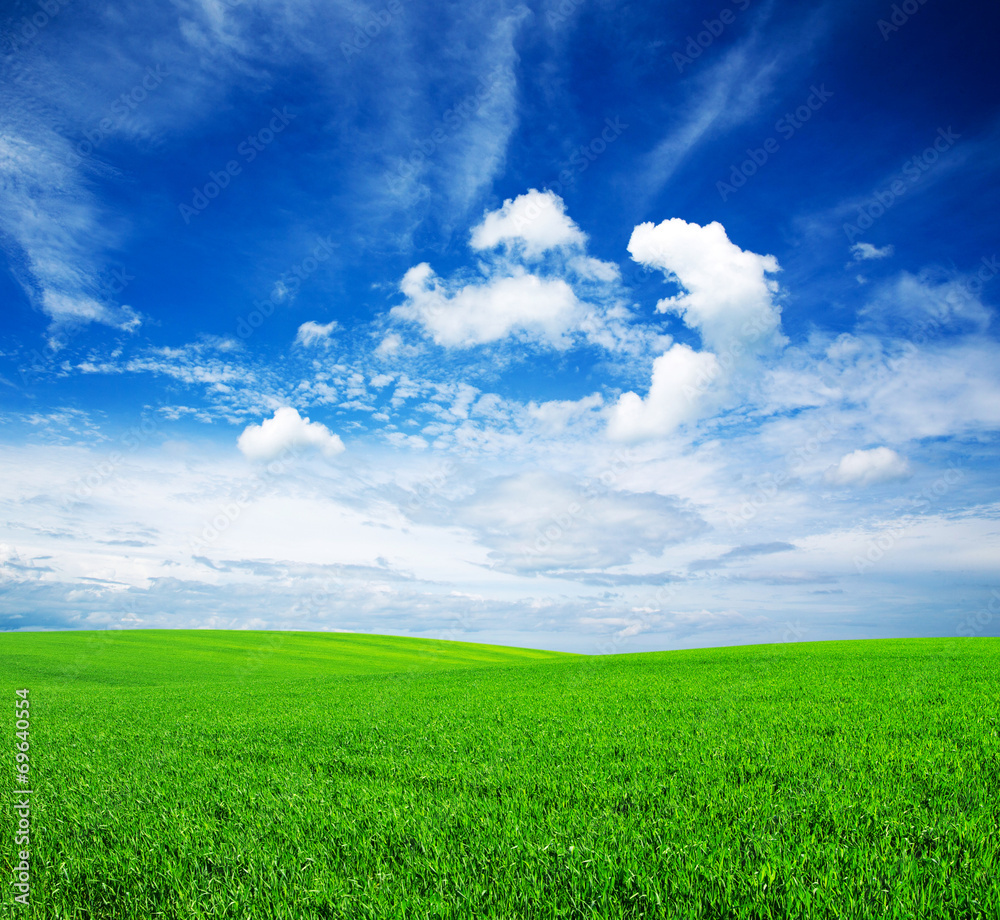 Obraz premium field