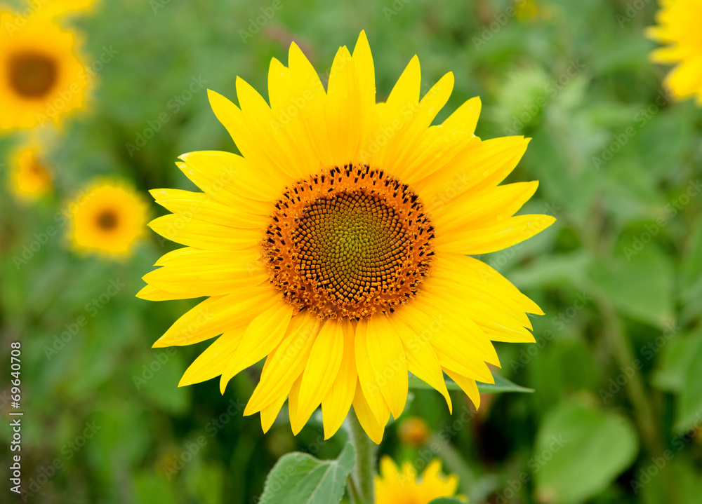 Beautiful sunflower with bright yellow