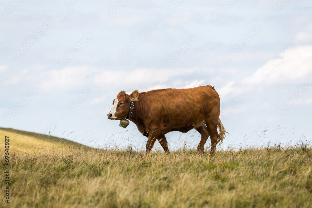 Kuh auf der Weide II