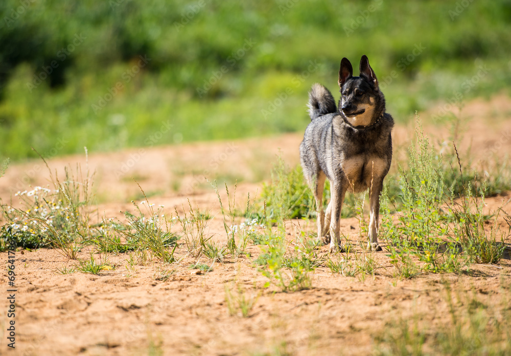 Fototapeta premium Dog waits for owner