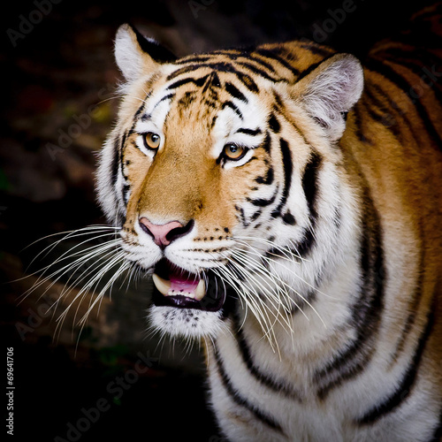 Close Up Tiger
