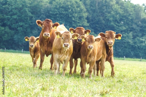 Mutterkuhhaltung, kleine Herde blickt neugierig