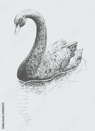 artwork black swan (Cygnus atratus), sketch drawing