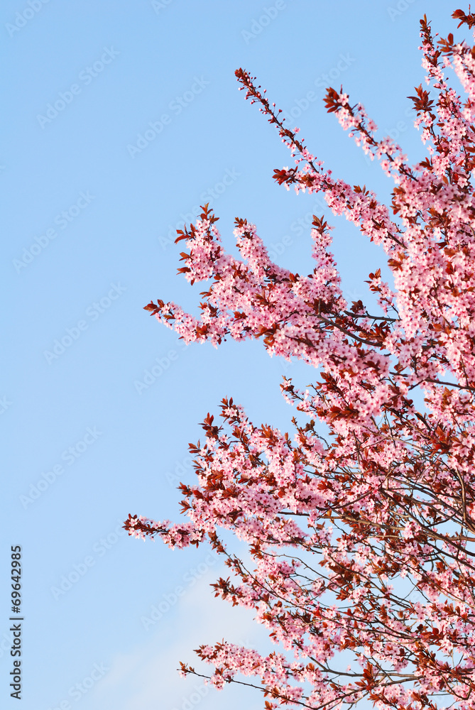Sakura cherry tree with blossoms and blue sky background