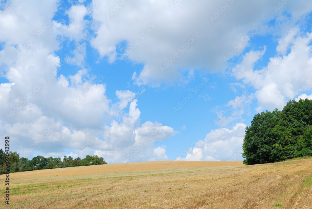 Late summer grain field after harvest with blue sky and white cl