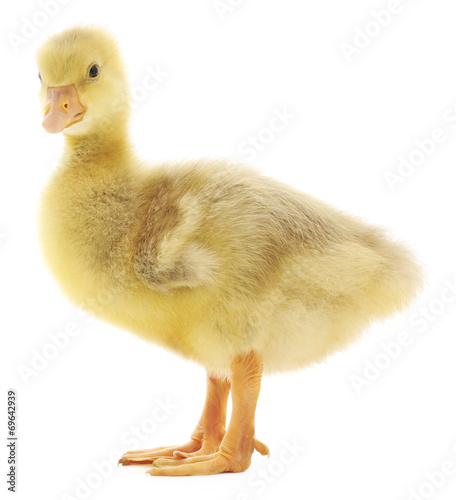 little gosling isolated
