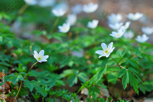 White forest wildflowers blooming in spring © grondetphoto