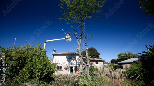 A timelapse of workmen cutting down a tree