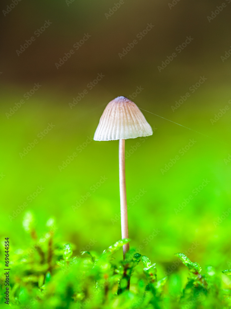 Lovely Mushroom Kingdom Lovely Mushroom Kingdom