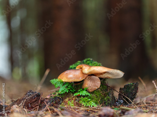 Lovely Mushroom Kingdom